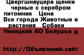 Цвергшнауцера щенки черные с серебром питомник › Цена ­ 30 000 - Все города Животные и растения » Собаки   . Ненецкий АО,Белушье д.